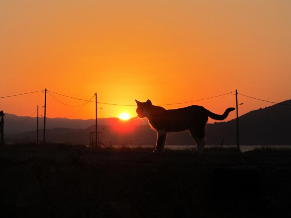 Kočka při západu Slunce