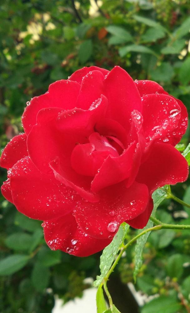 Růže z Lomnice