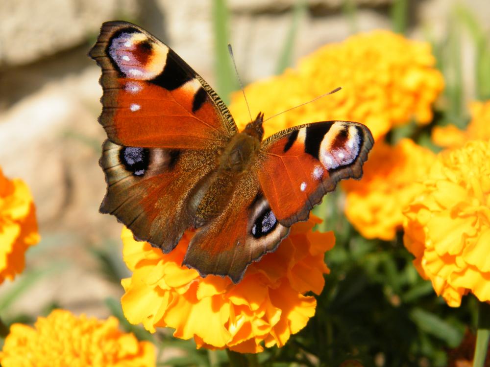 Krása motýlích křídel