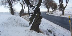 Zimní strážci stromu 2