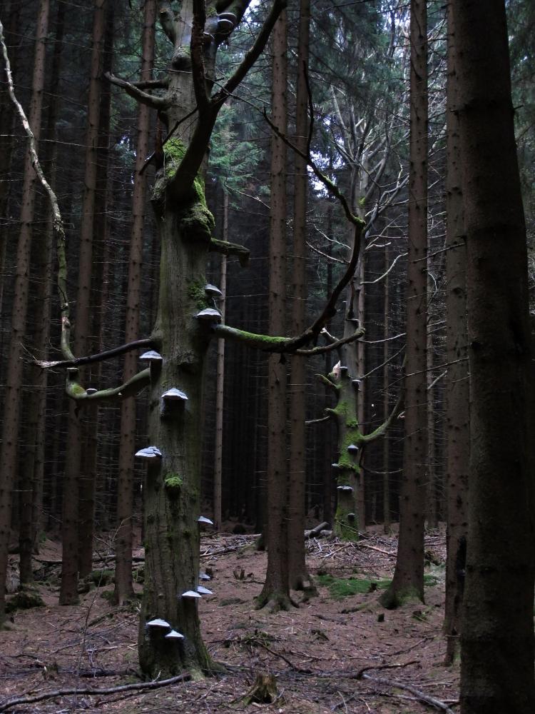 V strašidelném lese