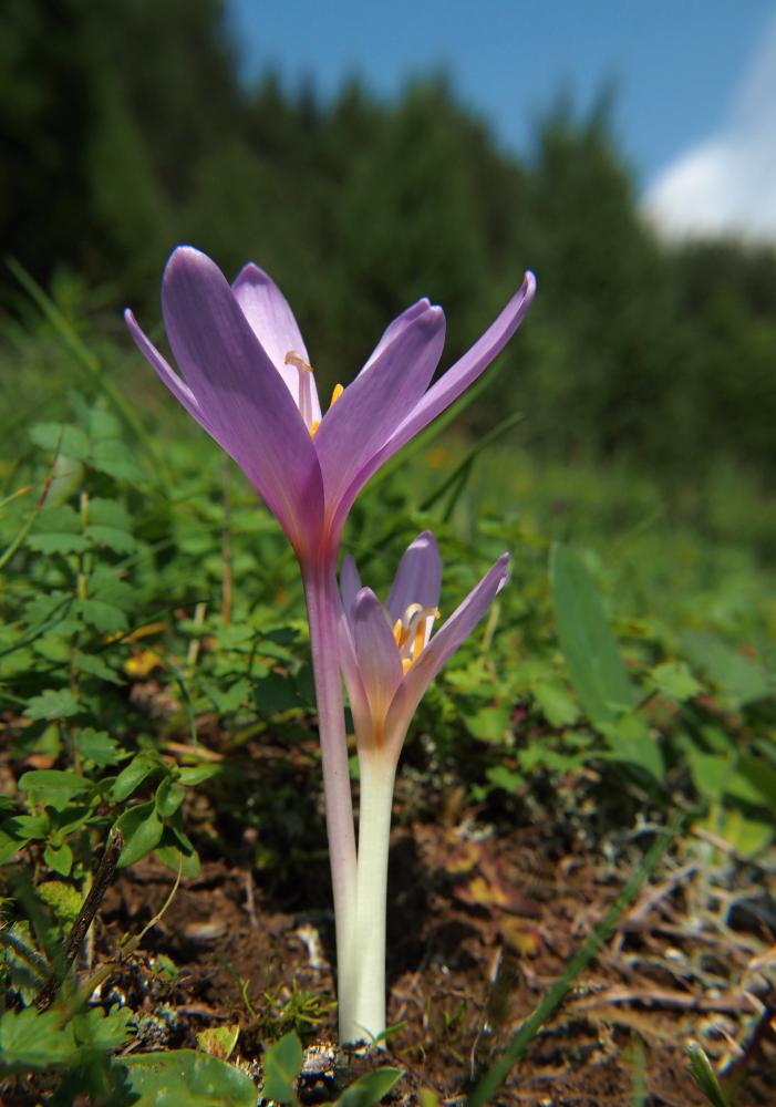 Ocún - posel podzimu