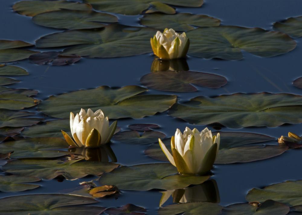 Water Lilies