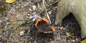 Třpytivý motýl