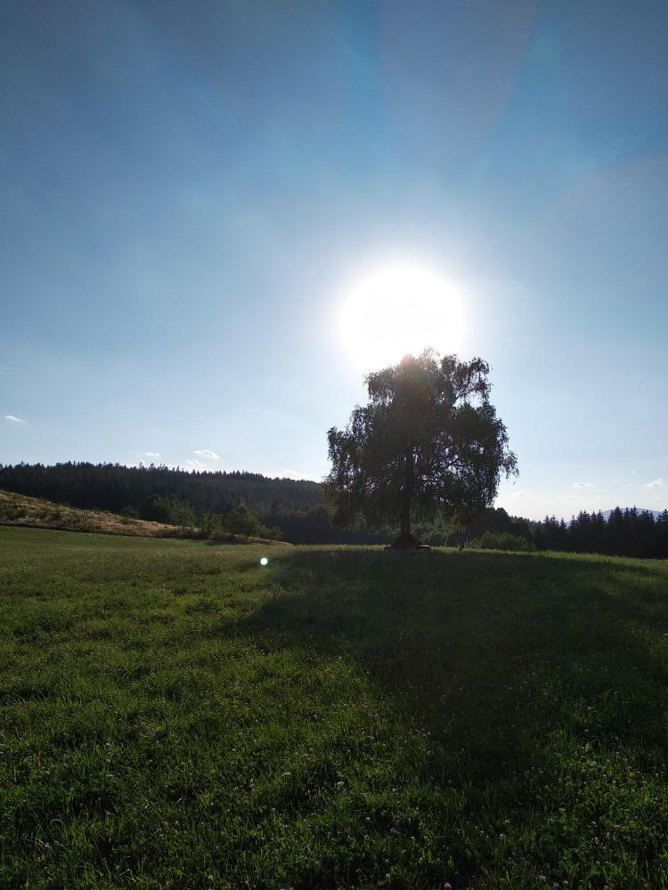 Kouzelná bříza