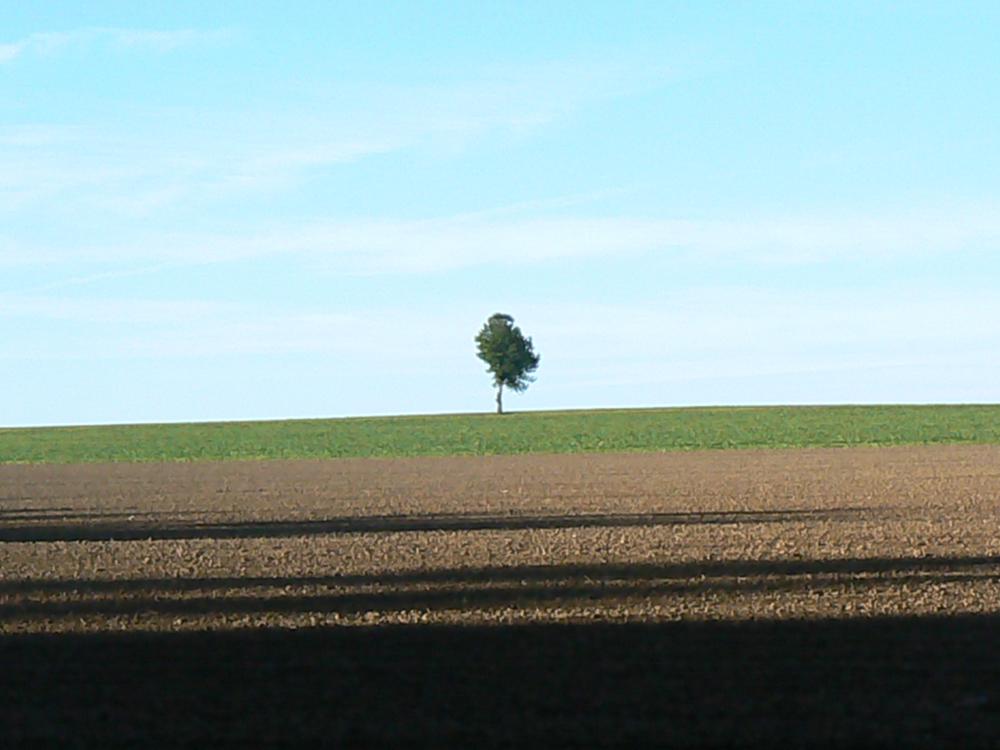 Osamělý strom