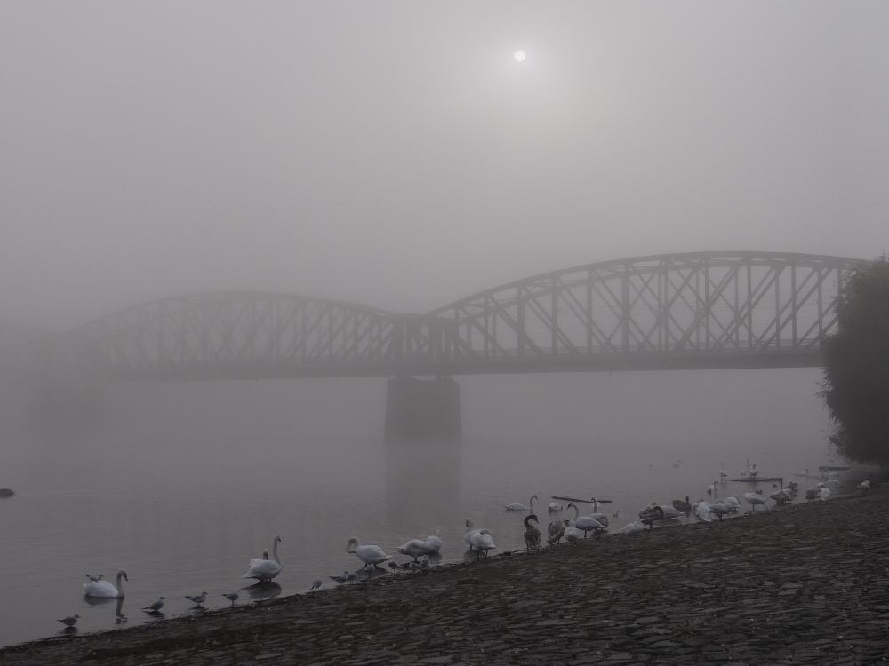 Šedivým ránem nad řekou