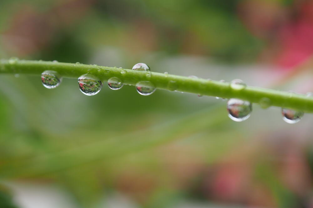 Dešťové perličky